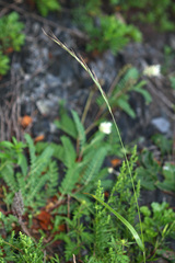 Elymus gmelinii