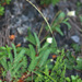 Elymus gmelinii - Photo 由 V.S. Volkotrub 所上傳的 (c) V.S. Volkotrub，保留部份權利CC BY-NC