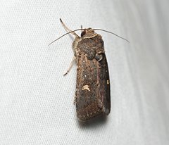 Proteuxoa hydraecioides