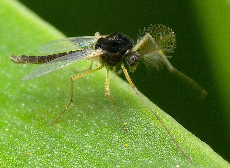 Lobodiamesini