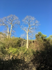 Sterculia appendiculata