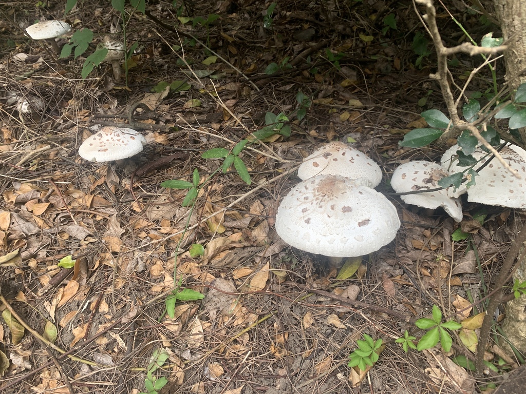 Chlorophyllum molybdites · October 2023 · photo: © pchi45 (iNaturalist, cc-by)