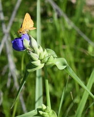 Tradescantia ohiensis