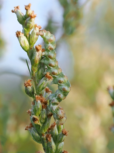 Cucullia absinthii