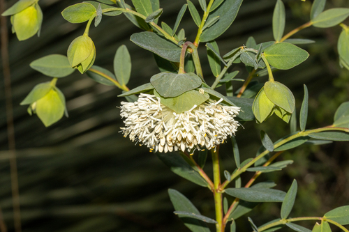 Pimelea macrostegia