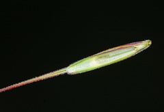 Elymus gmelinii