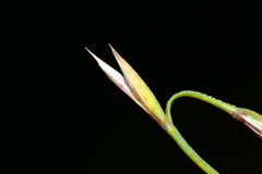 Elymus gmelinii