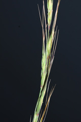 Elymus gmelinii