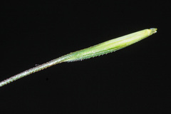 Elymus gmelinii