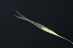 Elymus gmelinii