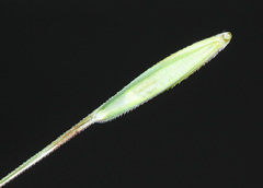 Elymus gmelinii