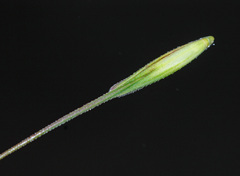Elymus gmelinii