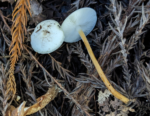 Strobilurus ohshimae