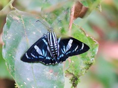 Jemadia pseudognetus