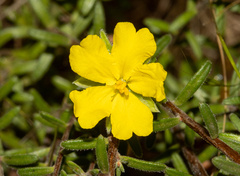Hibbertia setifera (Hibbertia setifera)