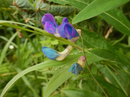 Beach pea (Lathyrus japonicus)
