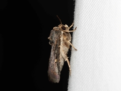 Proteuxoa hydraecioides