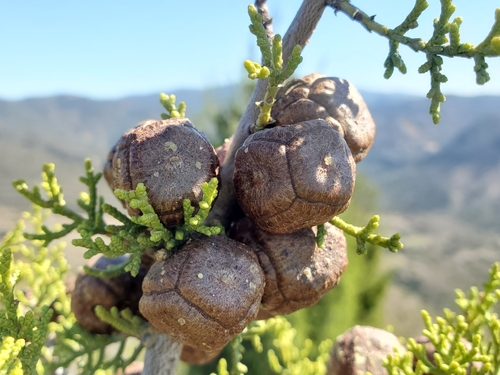 Image of Hesperocyparis forbesii by no rights reserved