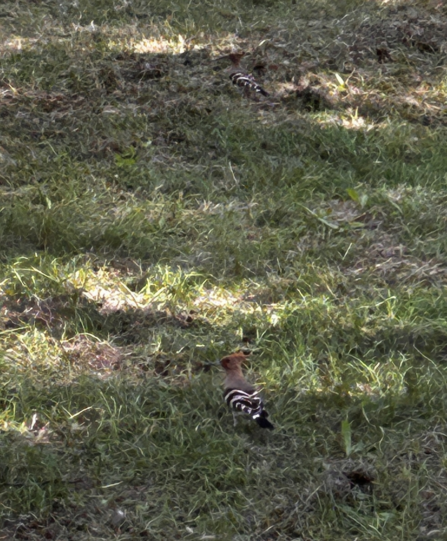 Common Hoopoe
