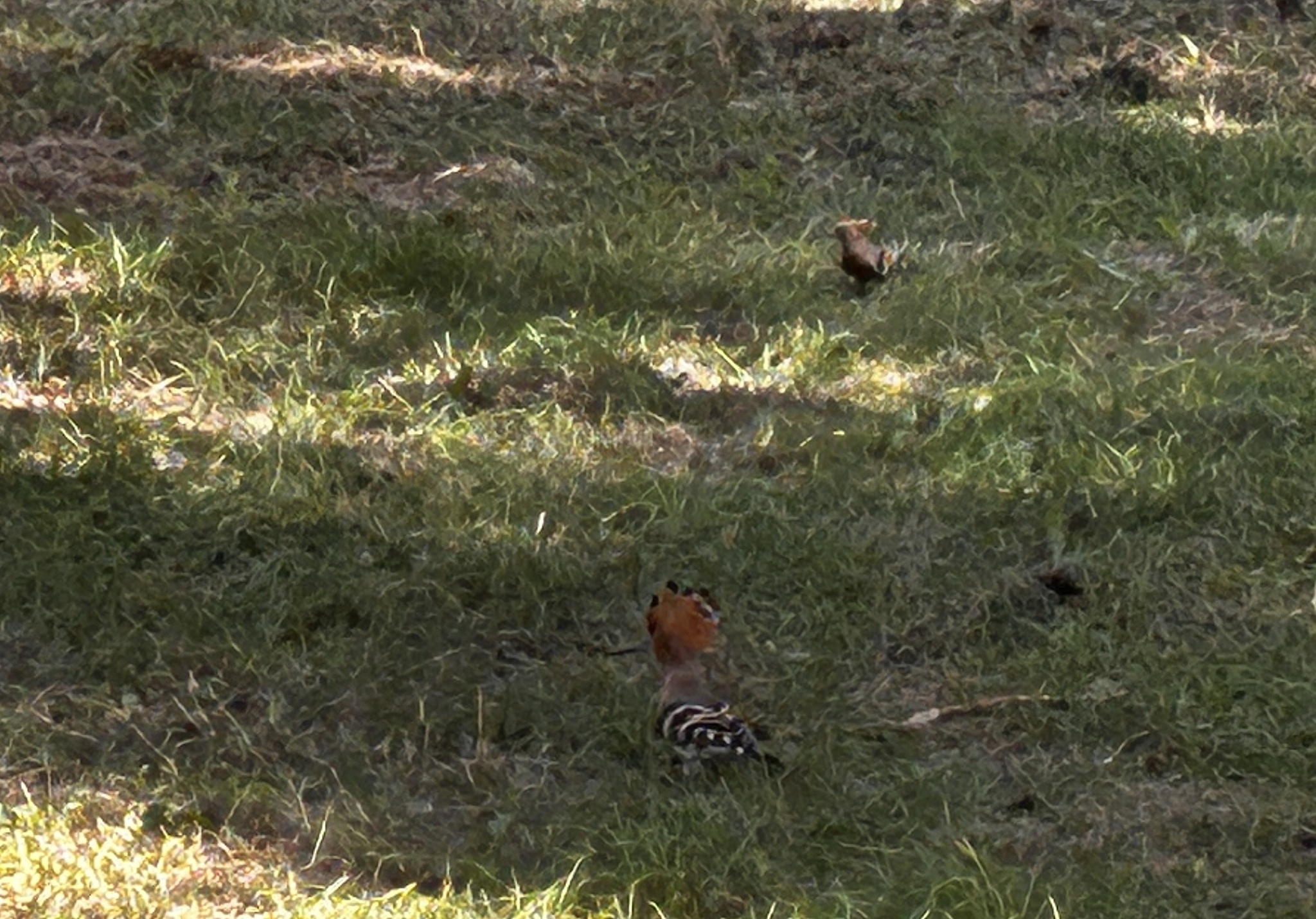 Common Hoopoe