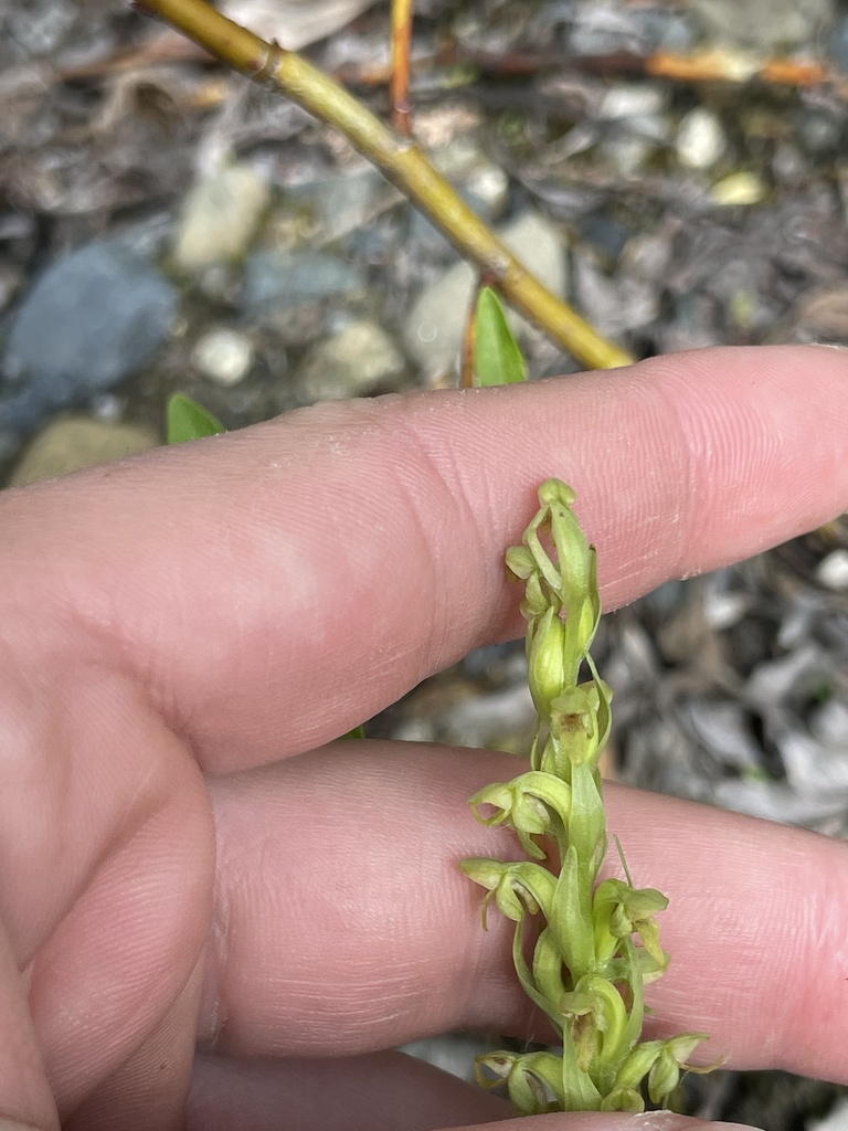 north-wind-bog-orchid-from-george-parks-hwy-big-lake-ak-us-on-july-8