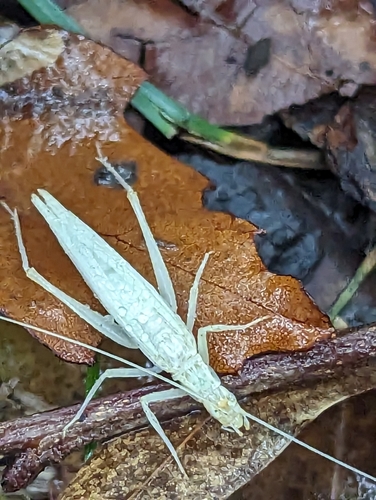 Davis' Tree Cricket photo 5