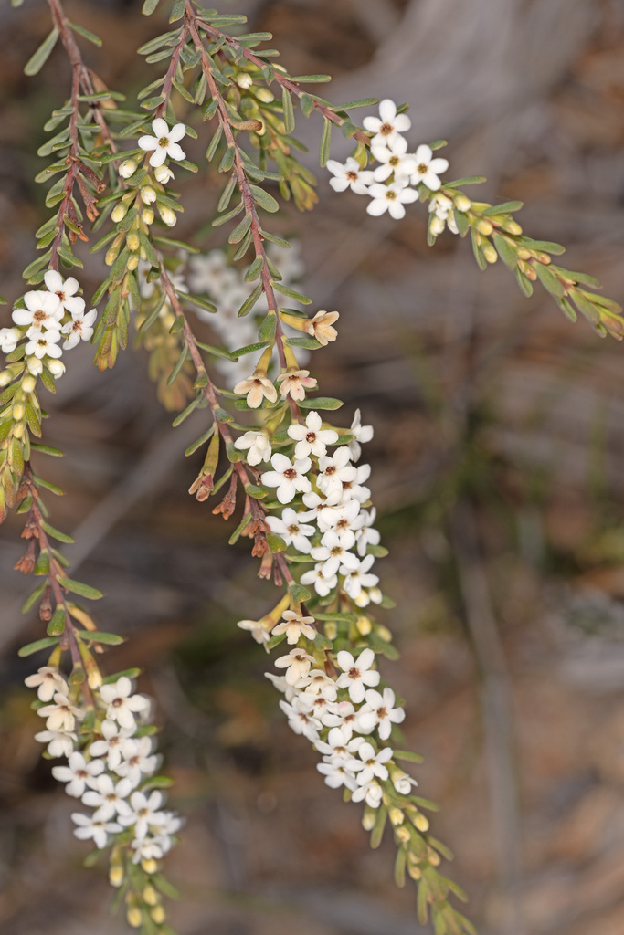 Micromyrtus triptycha
