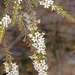 Micromyrtus triptycha - Photo (c) Keith Martin-Smith, some rights reserved (CC BY-NC-SA), uploaded by Keith Martin-Smith