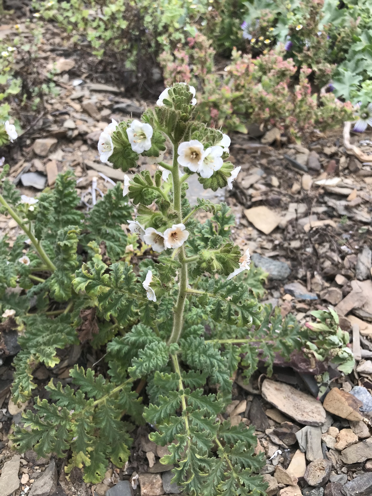 Phacelia ixodes