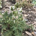 Costa Baja Phacelia - Photo (c) Sula Vanderplank, some rights reserved (CC BY), uploaded by Sula Vanderplank