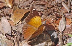 Doleschallia bisaltide australis