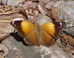 Doleschallia bisaltide australis