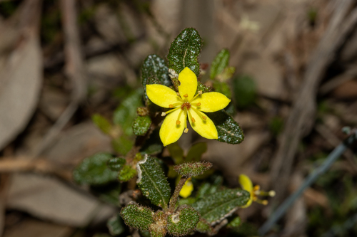 lemon star-bush (Asterolasia muricata)