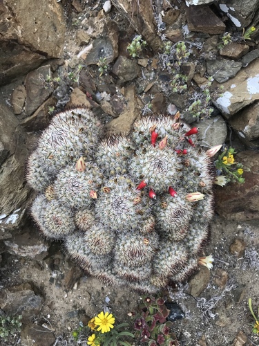 Cochemiea palmeri (Cochemiea palmeri)