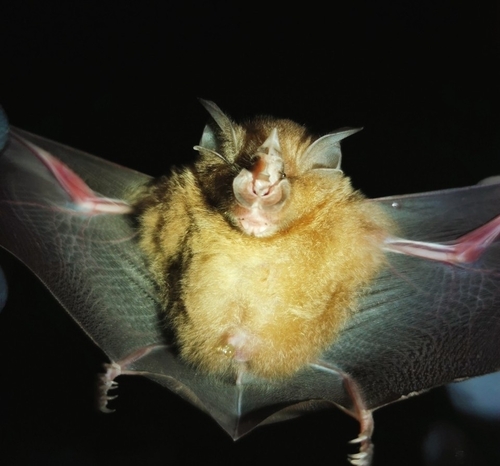 Intermediate Horseshoe Bat