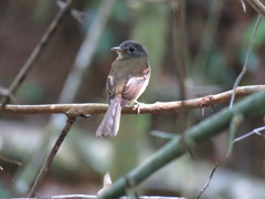 Aphanotriccus capitalis