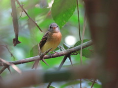 Aphanotriccus capitalis