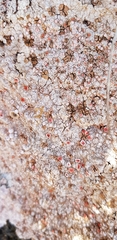 Ostropomycetidae