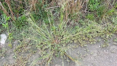 Panicum schinzii