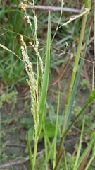 Panicum schinzii