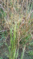Panicum schinzii