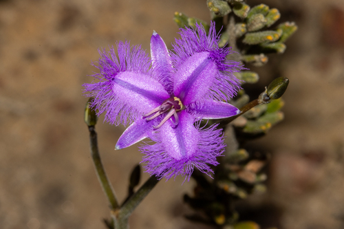 zig-zag fringe-lily (Thysanotus fractiflexus)