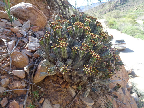 Image of Euphorbia heptagona by (c) Thomas Koffel, some rights reserved (CC BY)