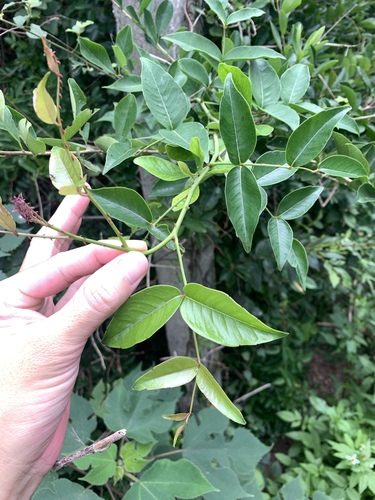 Zanthoxylum nitidum iNat (2)