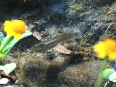 Pseudoxiphophorus bimaculatus