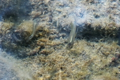 Pseudoxiphophorus bimaculatus