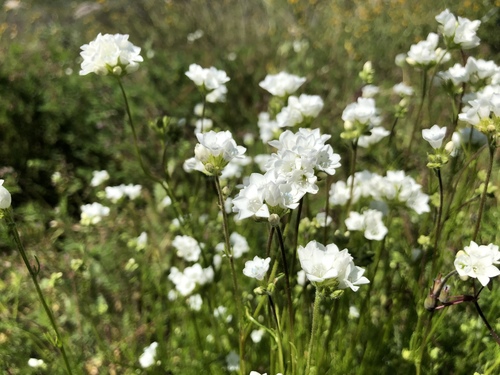 Chaparral gilia (Gilia angelensis)