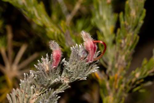 Adenanthos macropodianus (Adenanthos macropodianus)
