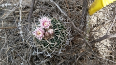 Echinofossulocactus zacatecasensis