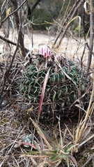 Echinofossulocactus zacatecasensis